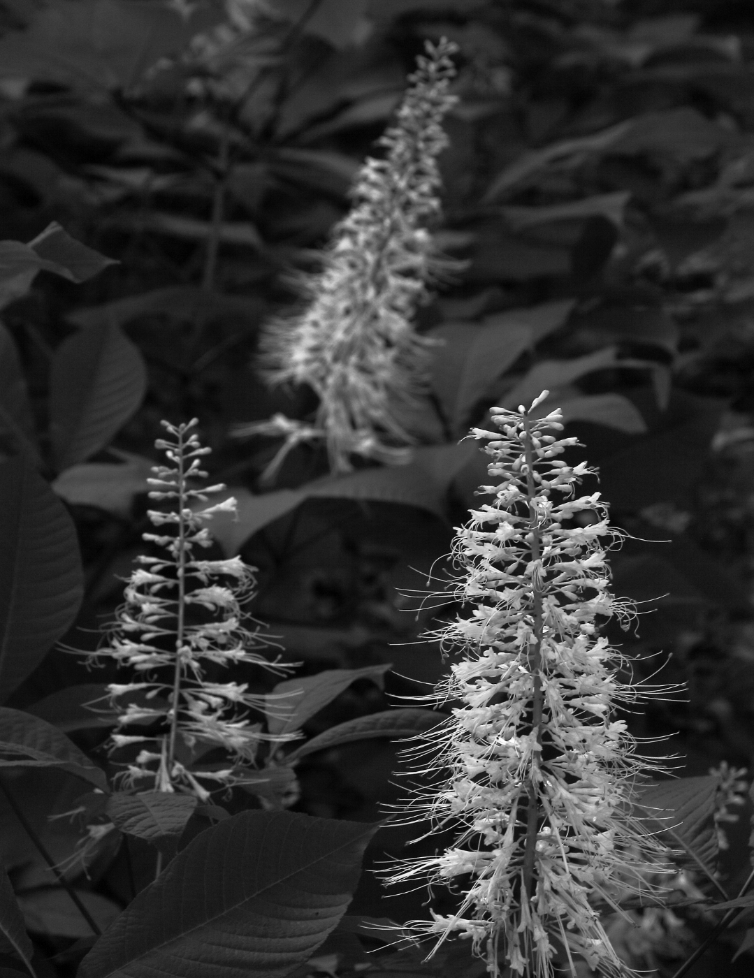 2016 07 08 HTP 30124ebw